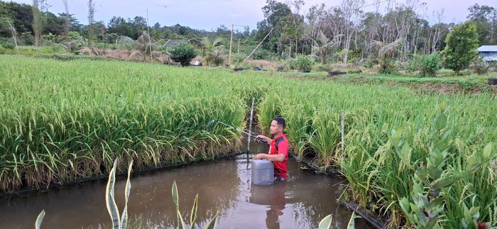 Perkuat Ketahanan Energi Pangan, Pertamina Dukung 110 Inovasi Lewat PFmuda
