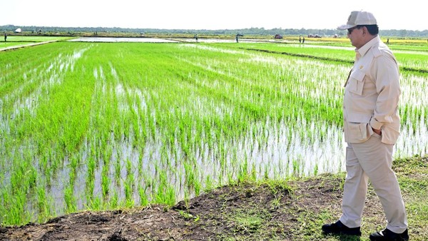 Pemerintah Pede Bisa Swasembada Pangan Tahun Ini